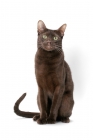 Picture of brown Havana cat on white background, front view