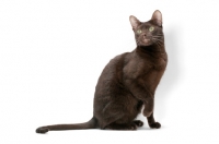 Picture of brown Havana cat on white background