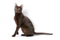 Picture of brown Havana cat sitting on white background