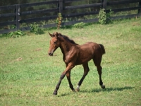 Picture of brown Holstein foal