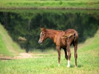Picture of brown Holstein foal