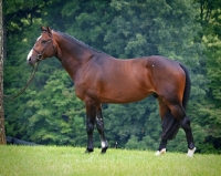 Picture of brown Holstein, side view