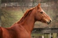 Picture of brown horse in profile
