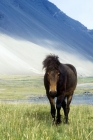 Picture of brown iceland horse at hofn