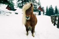 Picture of Brown Icelandic horse in snowy field