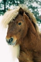 Picture of Brown icelandic horse in snowy field