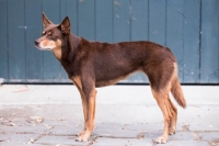 Picture of brown Kelpie side view
