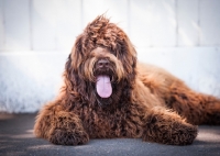 Picture of brown labradoodle lying down