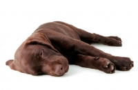 Picture of brown labrador retriever pup lying down