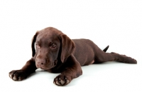 Picture of brown labrador retriever pup sleeping