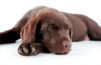 Picture of brown labrador retriever pup sleeping