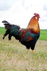 Picture of Brown Leghorn Rooster standing in grassy field.