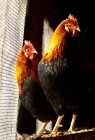 Picture of Brown Leghorn Roosters standing by a chicken coop window