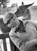 Picture of brown Llama attacking a man