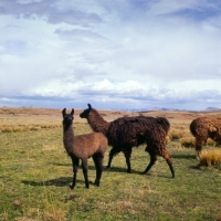 Picture of brown llamas