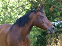 Picture of brown Lusitano