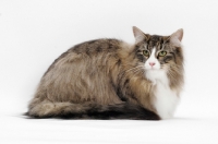 Picture of Brown Mackerel Tabby & White Norwegian Forest Cat on white background, lying down