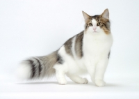 Picture of Brown Mackerel Tabby & White Norwegian Forest Cat standing on white background