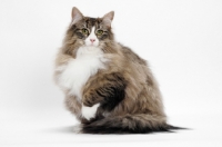 Picture of Brown Mackerel Tabby & White Norwegian Forest Cat on white background