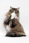 Picture of Brown Mackerel Tabby & White Norwegian Forest Cat on white background, begging