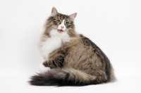 Picture of Brown Mackerel Tabby & White Norwegian Forest Cat on white background, meowing