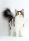 Picture of Brown Mackerel Tabby & White Norwegian Forest Cat