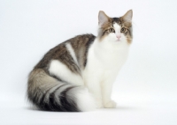 Picture of Brown Mackerel Tabby & White Norwegian Forest Cat sitting on white bckground