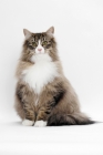 Picture of Brown Mackerel Tabby & White Norwegian Forest Cat on white background