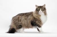 Picture of Brown Mackerel Tabby & White Norwegian Forest Cat on white background, standing