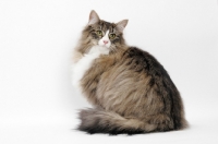 Picture of Brown Mackerel Tabby & White Norwegian Forest Cat on white background, back view