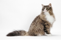 Picture of Brown Mackerel Tabby & White Norwegian Forest Cat on white background, sitting down