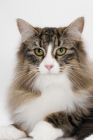 Picture of Brown Mackerel Tabby & White Norwegian Forest Cat on white background, portrait