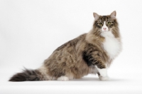 Picture of Brown Mackerel Tabby & White Norwegian Forest Cat on white background, posing