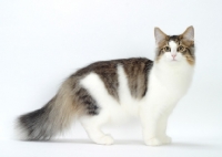 Picture of Brown Mackerel Tabby & White Norwegian Forest Cat, side view