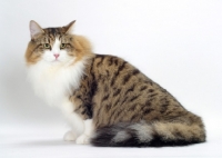 Picture of Brown Mackerel Tabby & White Siberian Cat, sitting on white background