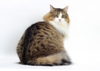 Picture of Brown Mackerel Tabby & White Siberian Cat, back view