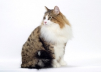 Picture of Brown Mackerel Tabby & White Siberian Cat, looking away