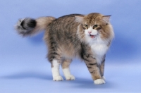 Picture of Brown Mackerel Tabby & White Norwegian Forest cat