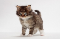 Picture of Brown Mackerel Tabby & White Maine Coon kitten, 1 month old