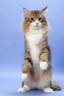 Picture of Brown Mackerel Tabby & White Norwegian Forest cat on hind legs