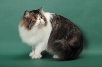 Picture of Brown Mackerel Tabby & White Persian