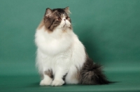 Picture of Brown Mackerel Tabby & White Persian