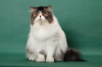 Picture of Brown Mackerel Tabby & White Persian on green background