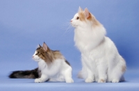 Picture of Brown Mackerel Tabby & White and Cream Mackerel Tabby & White Norwegian Forest Cats
