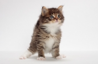 Picture of Brown Mackerel Tabby & White Maine Coon kitten, 1 month old