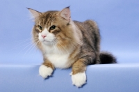 Picture of Brown Mackerel Tabby & White Norwegian Forest cat