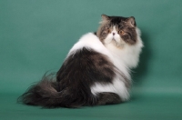 Picture of Brown Mackerel Tabby & White Persian