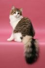 Picture of Brown Mackerel Tabby & White Norwegian Forest cat