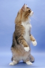 Picture of Brown Mackerel Tabby & White Norwegian Forest cat