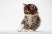 Picture of Brown Mackerel Tabby & White Maine Coon kitten, 1 month old